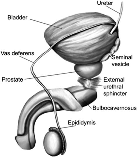 penice|Penis: Anatomy, Picture, Erection, and Ejaculation